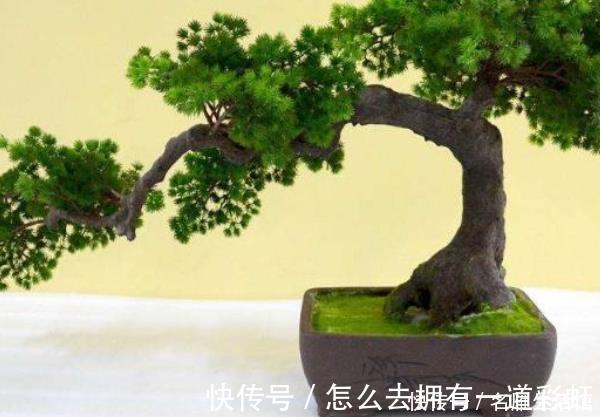 这4种树“镇宅又聚财”，个个都是财神爷，千万别随便送人