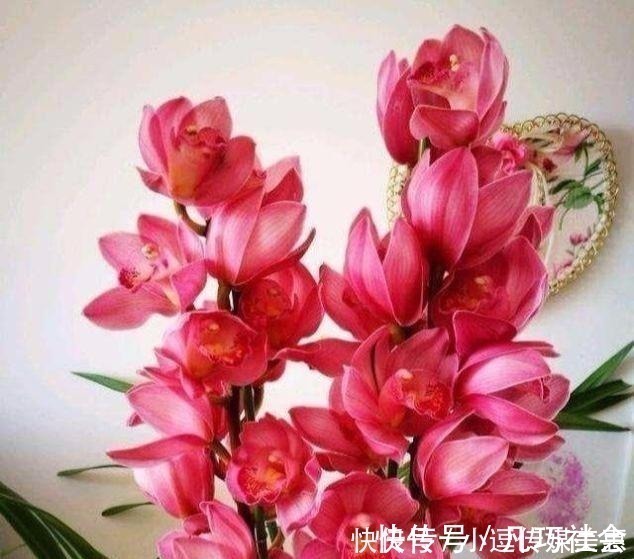 花味|此兰被誉为“兰中香祖”，一年开花6次，花量巨大，花香浓醇持久