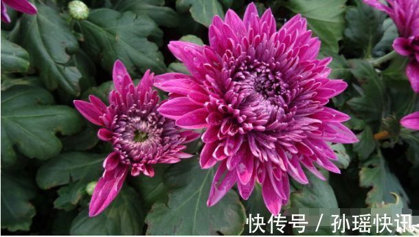 盆景|此龙火珠,比牡丹花还漂亮,花期长,养护简单,还可做盆景