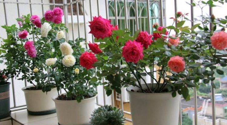 种花|家里养4种花,沾土就活,一养就养爆,直接变成“小花园”