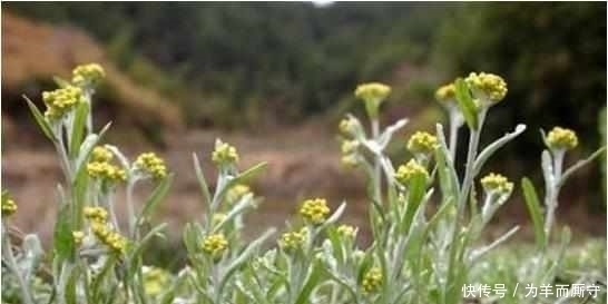 鼠曲草|这种草田间很常见，营养价值特别大，可惜有农民不懂，清热解毒好