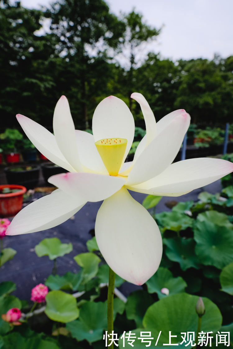 辰山植物园|辰山植物园的荷花开了，6月中下旬将迎来最佳观赏期