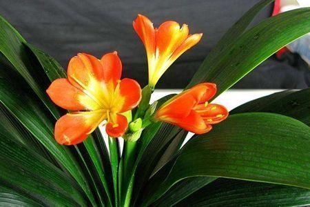 浇水|家里养君子兰,教你1套万能浇水法,叶子绿出油,开花不夹箭