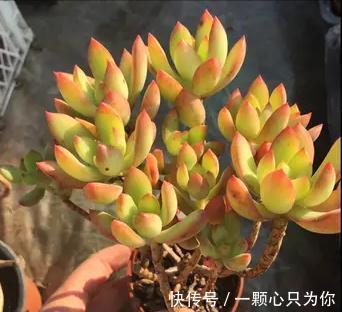 6种多肉不怕冻,越冷越好看,冻成“美肉”,冬天不养真亏