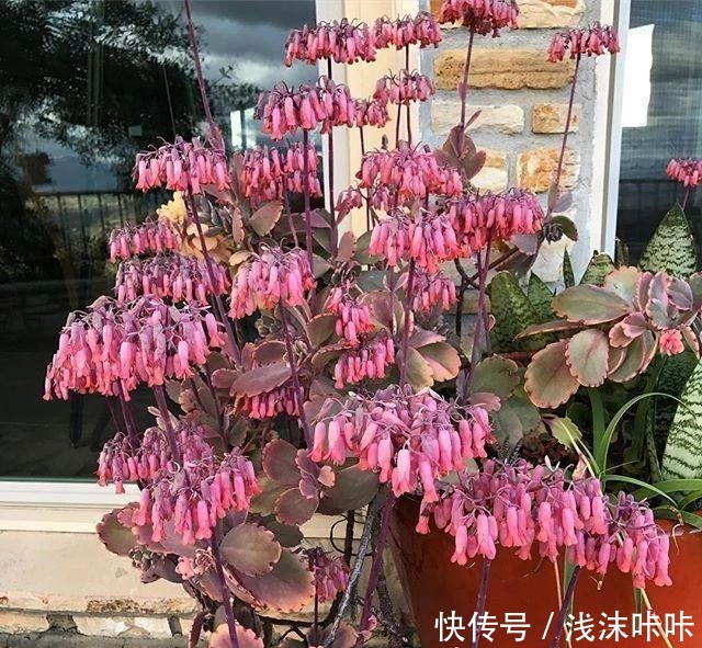 落地生根属的大家庭,品种多,花朵好看!