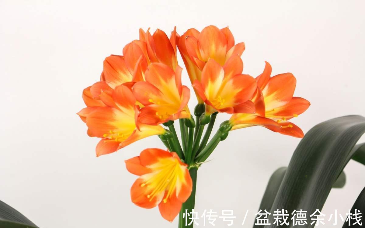 腐叶土|君子兰如何养得叶大油绿，关键是记住4个经常，还能开出大花箭