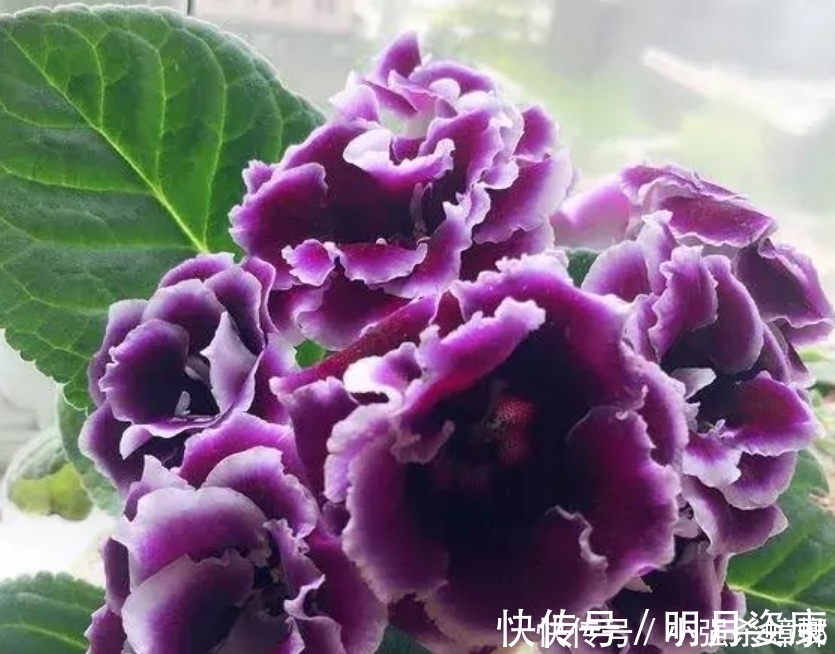 大岩桐|4种花漂亮又好养,比牡丹好看,花儿轻松开爆盆,适合阳台盆栽