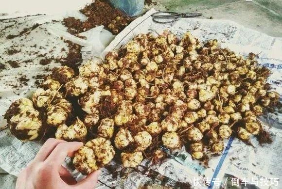 8种花,开完花别急着丢,剪一刀还能继续开!