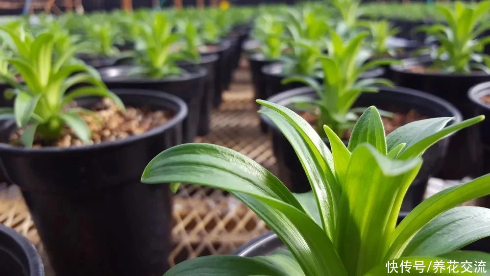  盆栽|冬天室内养盆栽百合，花朵开败叶子不剪，给肥给阳光，春暖就开花