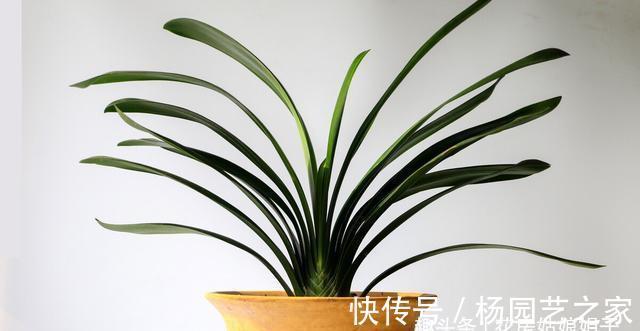 养殖君子兰,浇水是养护中重要一环,从这几个方面来掌握浇水方法