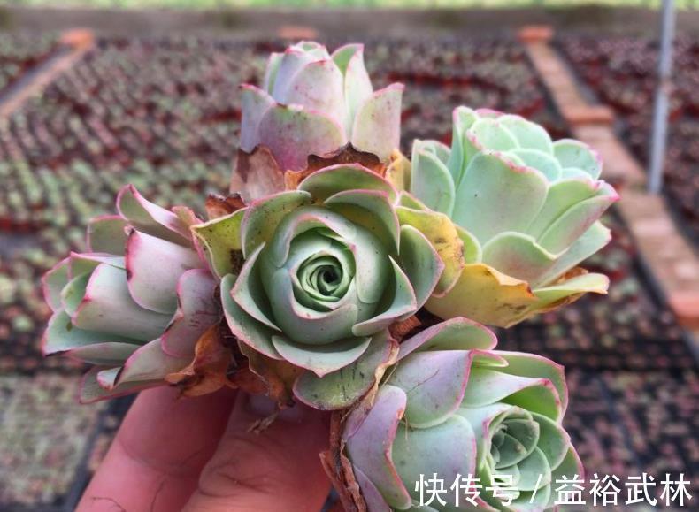 山地玫瑰|此款多肉叶子像玫瑰花，高贵漂亮，满足5点养成老桩，格外讨喜