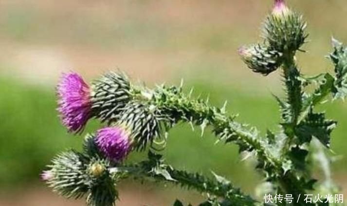 浑身|乡下野外不起眼的野菜,浑身是刺也全是宝,城里人花钱也买不到!