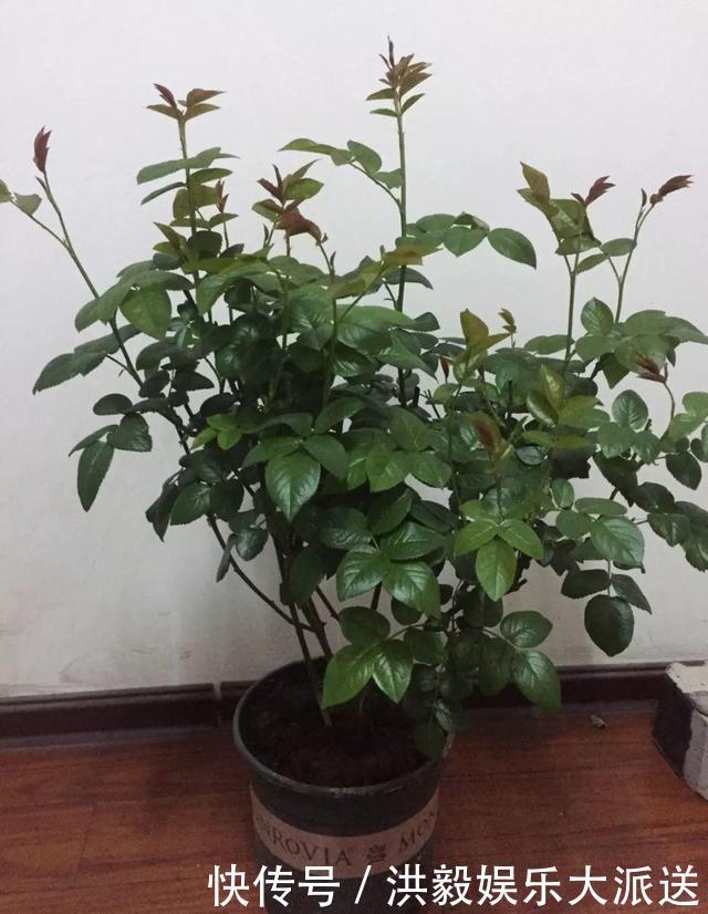 植株|想让月季开花多,记住5月做好“几件事”,花苞一茬又一茬
