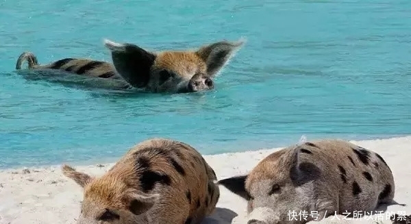 成天到晚|这个小岛，有一群成天到晚游泳的猪，萌哭