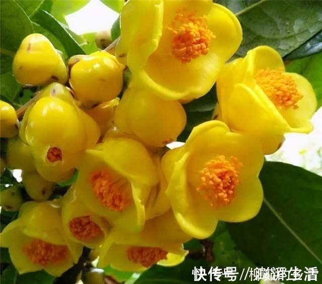 漂亮|此花的价值极高,营养丰富,花色艳丽,浓香四溢,即漂亮又好养!