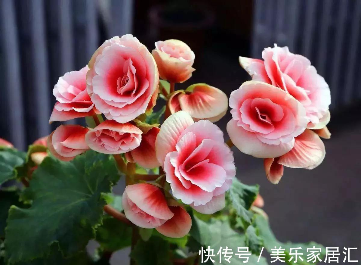 一盆有争议的花，大神视为宝贝，新手却躲得远远的