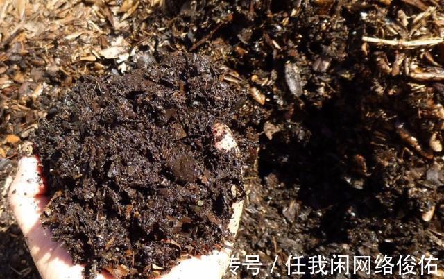 君子兰达到开花条件,总是不开花怎么办教你如何解决