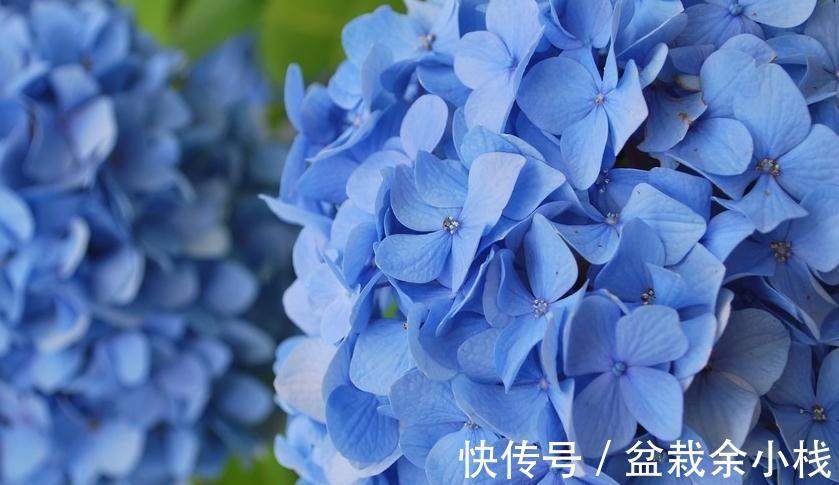 翻土|绣球开花更有劲，春季翻土施肥很重要