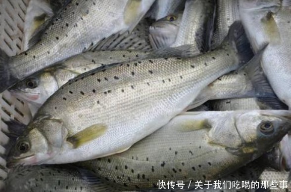 区别|都是鲈鱼,淡水鲈鱼和海鲈鱼有啥区别?口感营养都不同,别买错了