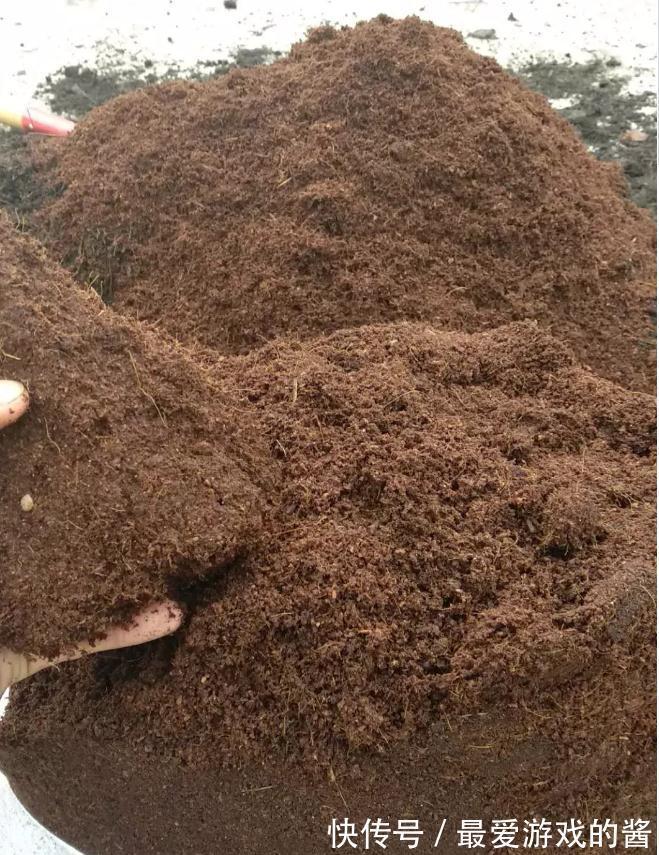 这样配土,月季不爆发才怪,你都了解过嘛