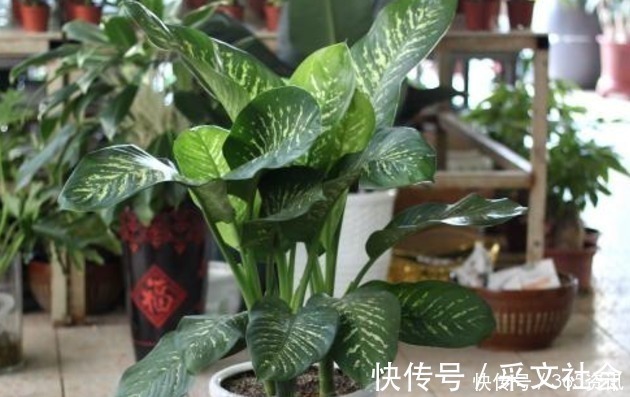 买家具|这些花草别再放家养,当初家人吃过亏,最后全部都扔了
