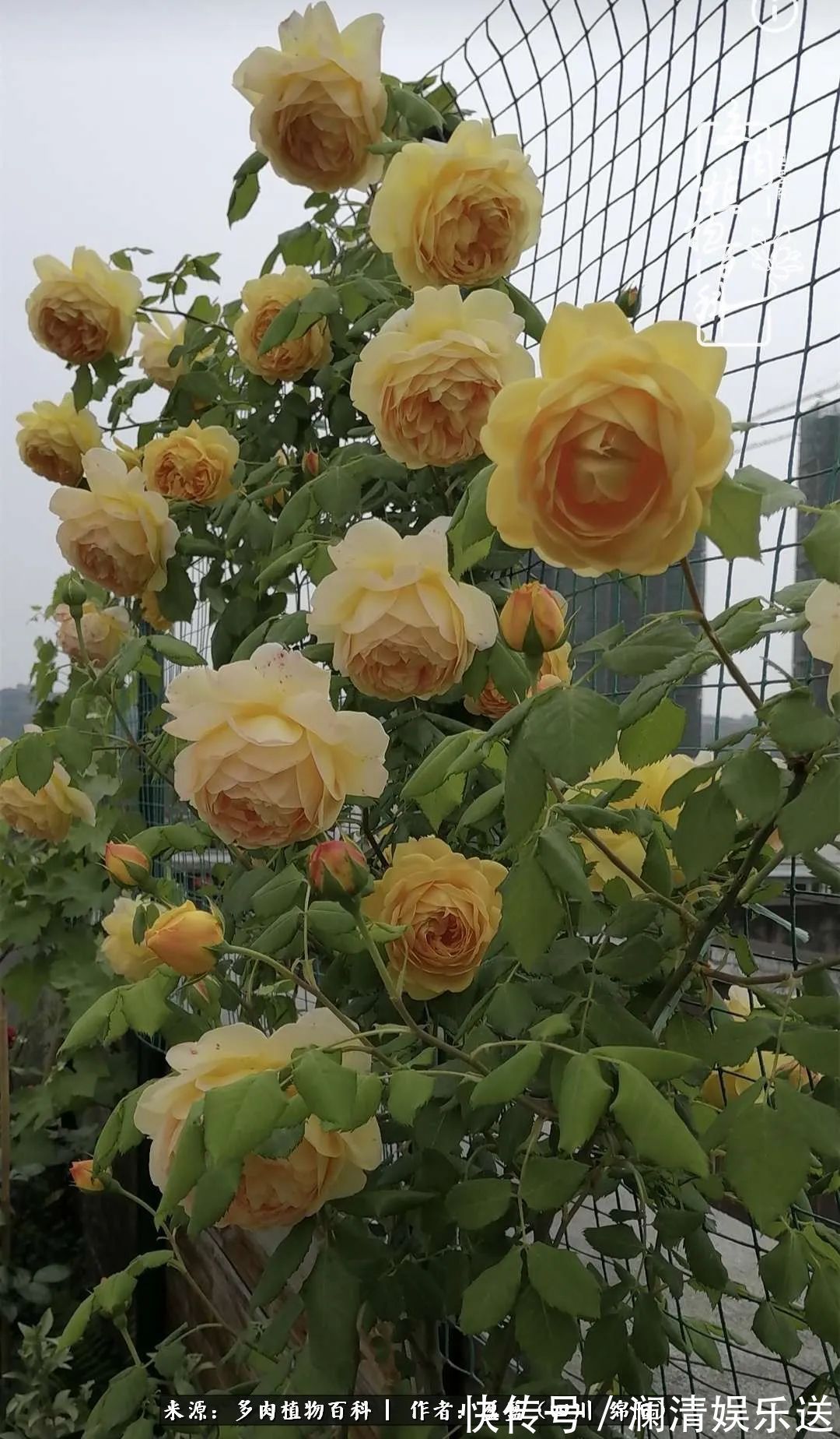 草木|一定要爱着点什么，恰是草木对光阴的柔情！