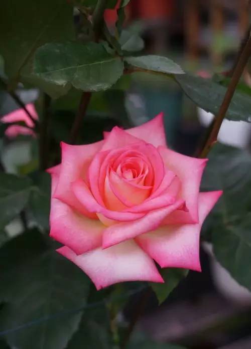 中国十大名花欣赏,美极了!