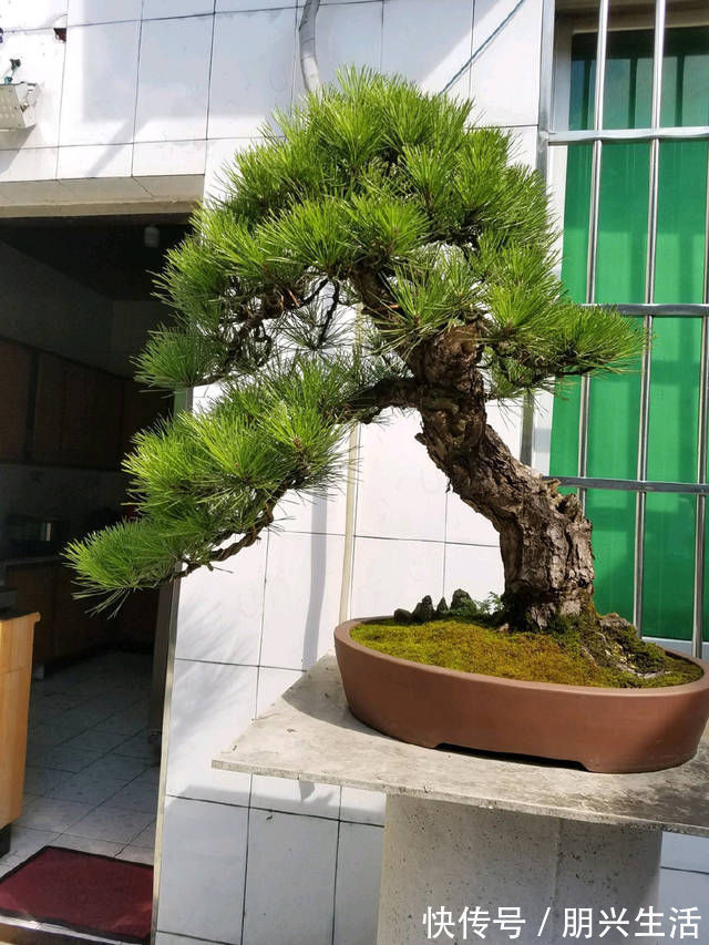 到园艺师家里做客,欣赏到了很多精品盆景,一起来感受盆景的魅力