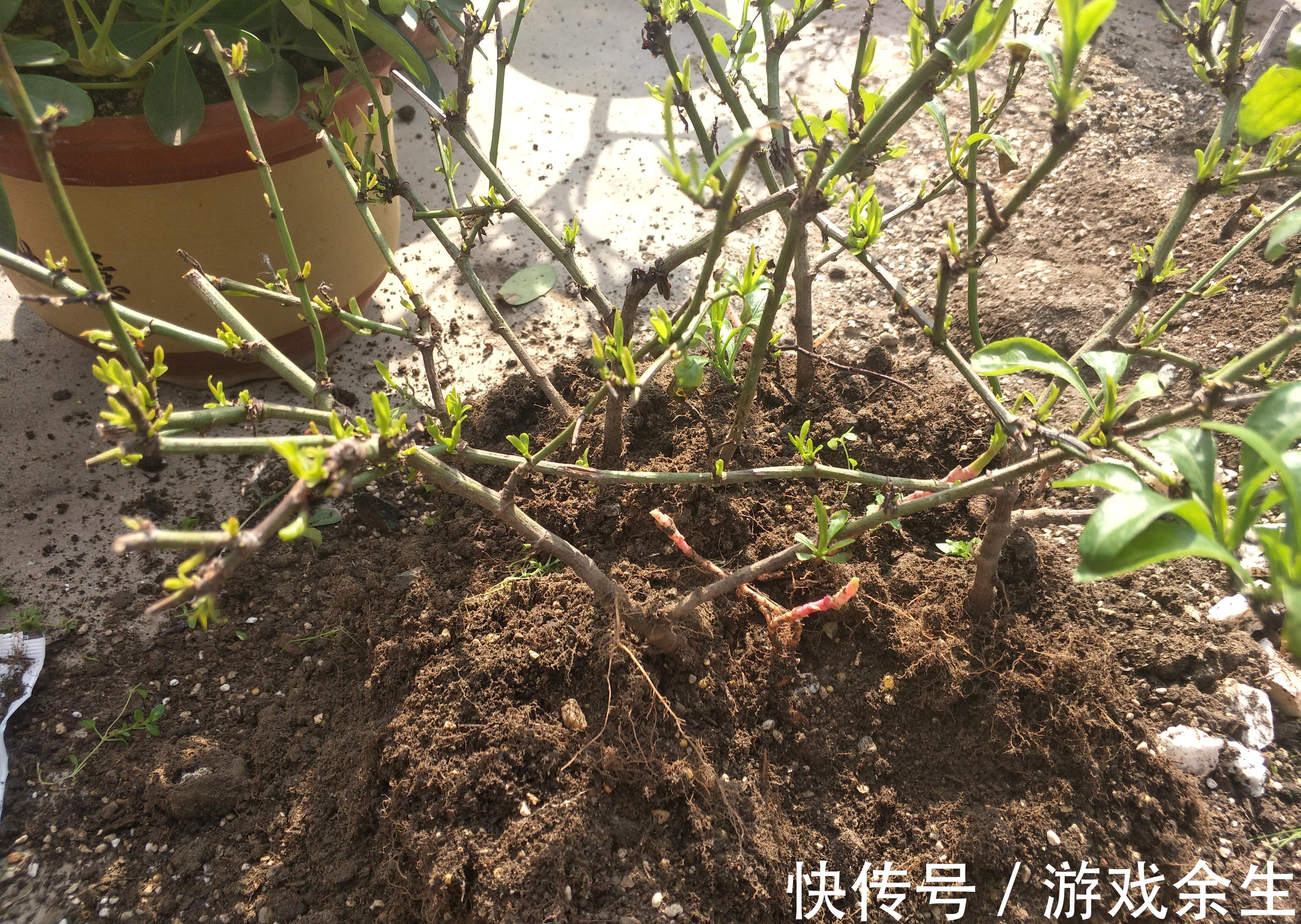 家有小院,用几种植物打造花墙,从春美到秋