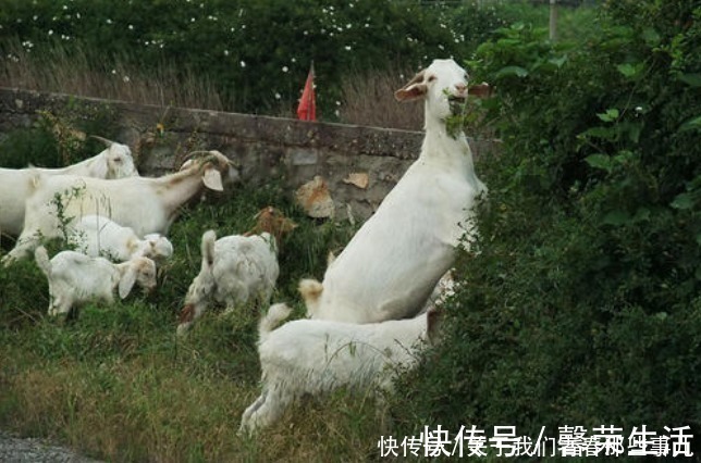 买羊肉，前腿好还是后腿好？口感大不同，记住2点，买对了才好吃