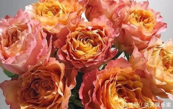 欧石楠|“精品玫瑰”自由精灵,温馨明亮,层叠梦幻,阳台养花必备!