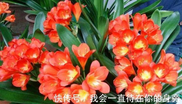 高手教你养君子兰，盆里埋2种东西，长得根粗、叶绿