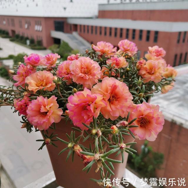 盆栽|超喜欢的“盆栽”花卉，朵朵重瓣色鲜艳，皮实好养，一年开花3季