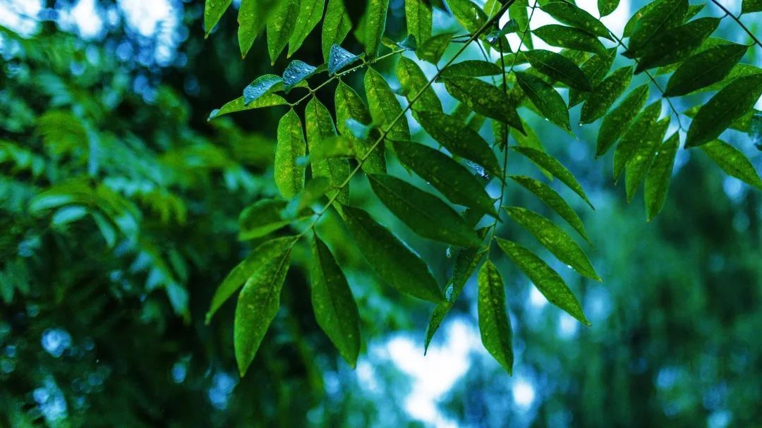 我“雨”最美校园，一起云赏沪上46所高校雨中即景