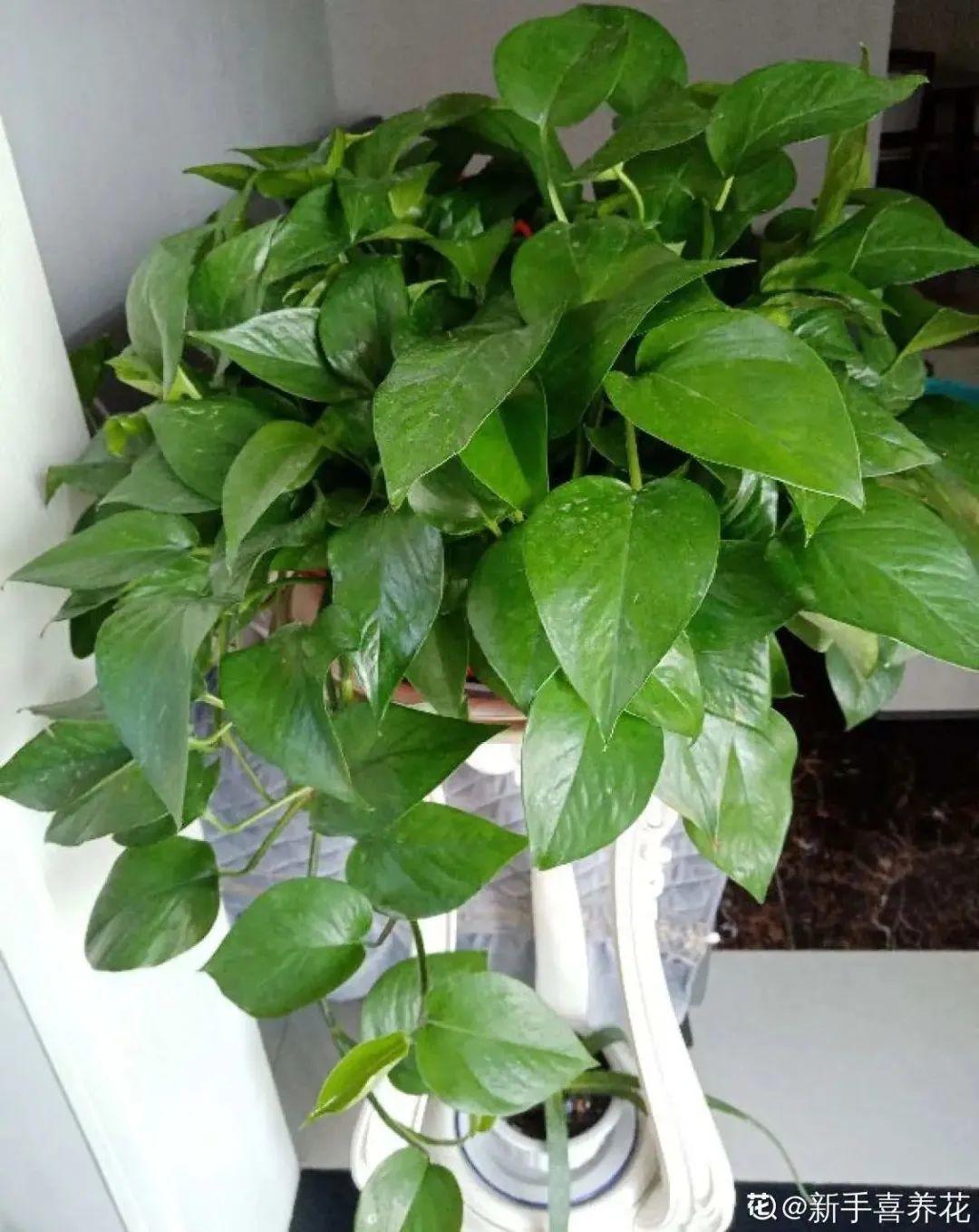 10种“养不死”的花，绿萝只能排最后一名，养死3种以上的举手