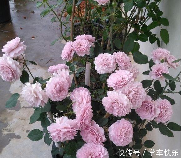 它的枝条,沾上水土就生根,漂亮好养味道香,关键花期长,花量大!