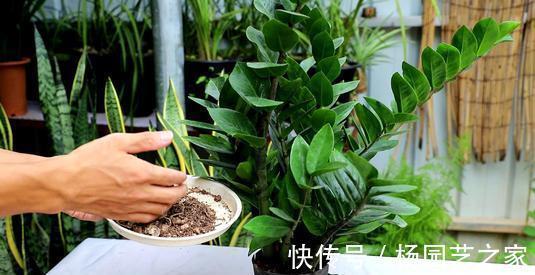 懒人|金钱树“很特殊”,土豆茎上挤满芽,懒人才能养好它