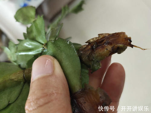 施肥|蟹爪兰烂根了,不用嫁接,盆里放2样东西,10年不烂根
