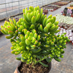 养多肉植物选它，造型别致，香味宜人，养护简单，值得拥有！