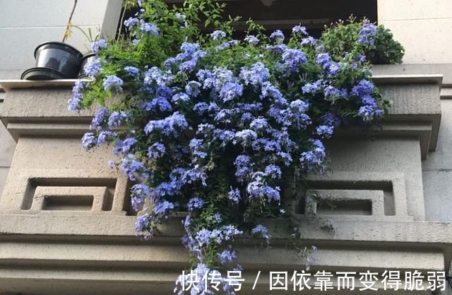 太阳花|7种花适合三伏天,越热越旺,越晒越香,花期长达小半年