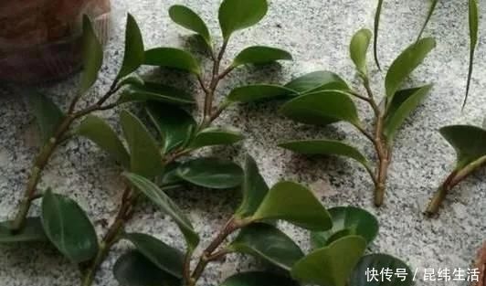 养花|养花爱好者看过来这15种花现在“扦插”,生根快,一个周就长芽
