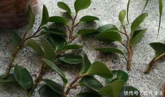 养花|养花爱好者看过来这15种花现在“扦插”，生根快，一个周就长芽