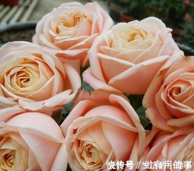 25款包子型月季,花开永不败,大花好养又丰花,新手推荐种植!