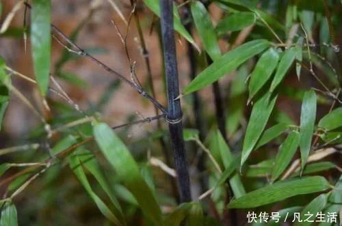 独活|它不仅是治狂犬病的佳药,还可治骨节痛知道的人不多