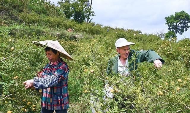 它是野果中的“维C之王”，浑身带刺少有人吃，殊不知是果中奇品