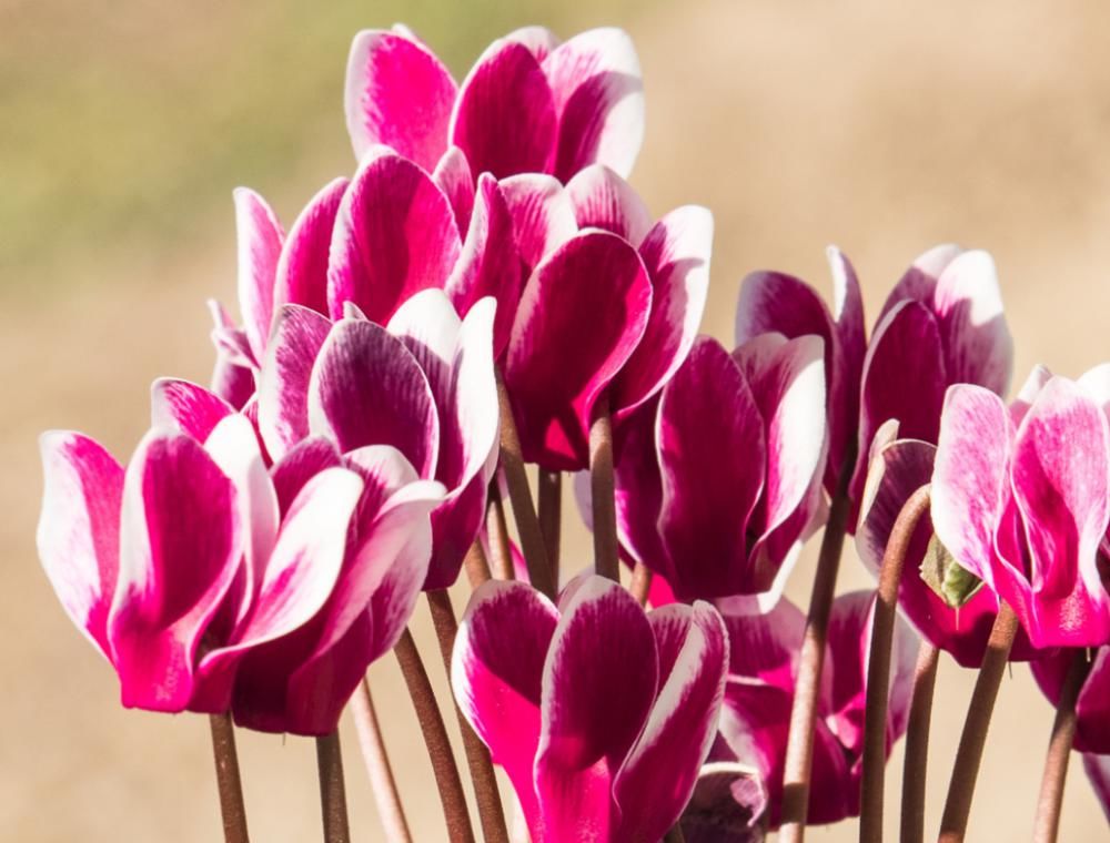  刚买的仙客来没几天就变软、倒伏，怎么养，能避免萎蔫，延长花期