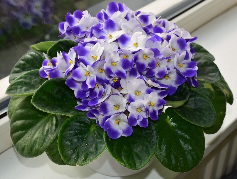 13种耐阴花卉，光照不佳也能生长良好，枝繁叶茂，美丽如画