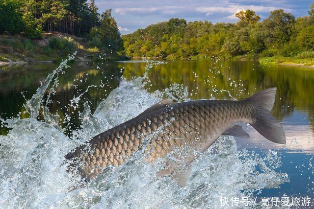 夏钓草鱼全攻略,看懂弄明白,想钓草鱼就是这么简单