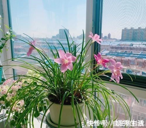 这3种花不开花像野草，很多人都以为是野韭菜，开花后令人惊喜