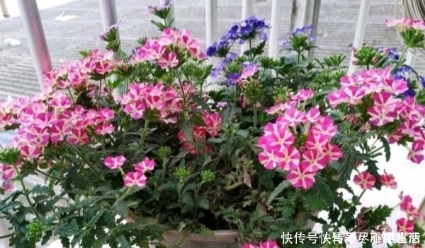 绿化带|路边看见1种花，扯根枝条带回家，遇水就生根，盆栽特漂亮